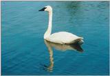 Toronto Zoo 081000 - Trumpeter Swan