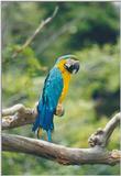 Toronto Zoo 081400 - Blue-and-gold Macaw