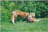 Red Foxes 0909