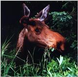 Moose.jpg 490 kb