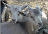 goats