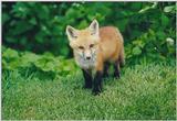 RedFox - 0913