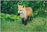 Red fox pup in Edwards Gardens
