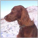 Re: Irish Red Setter: Nellie