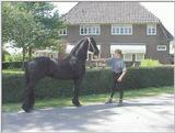 horses