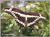 Butterfly #1