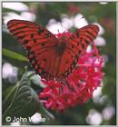 Butterfly #3