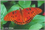 Butterfly #4