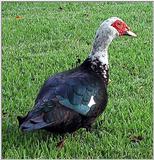 Muscovy Duck 1003