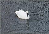 Toronto Zoo 1003 - Trumpeter Swan