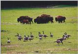 Toronto Zoo 1004 - Bison and Canada Geese