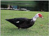 Muscovy Duck 1005