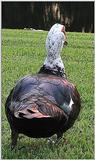 Muscovy Duck 1006