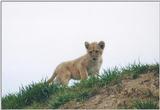 Toronto Zoo 1008 - Lion cub