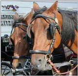 fiaker horses