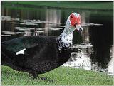 Muscovy Duck 1011