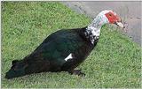 Muscovy Duck 1012