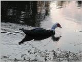 Muscovy Duck 1015