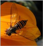 hover fly