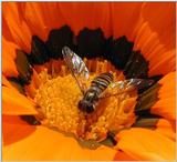 hover fly