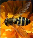 hover fly