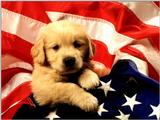 Animals - 1024 - American Puppy.jpg - File 02 of 25 (1/1)