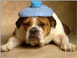 Animals - 1024 - Bulldog.jpg - File 04 of 25 (1/1)