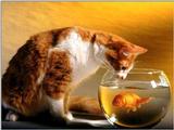 Animals - 1024 - Cat & Fish.jpg - File 05 of 25 (1/1)