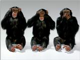 Animals - 1024 - Evil  Three .jpg - File 09 of 25 (1/1)
