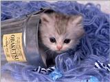 Animals - 1024 - Kitten 2.jpg - File 11 of 25 (1/1)