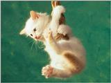 Animals - 1024 - Kitten 3.jpg - File 12 of 25 (1/1)