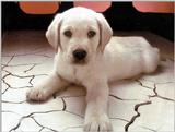 Animals - 1024 - Puppy.jpg - File 16 of 25 (1/1)