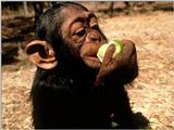 Animals - 1024 - Little Monkey.jpg - File 13 of 25 (1/1)