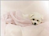 Animals - 1024 - Malthese in White.jpg - File 14 of 25 (1/1)