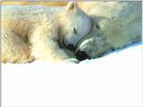 Animals - 1024 - Bears Sleeping.jpg - Polar Bears