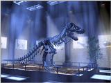 Animals - 1024 - Rex.jpg - File 17 of 25 (1/1)