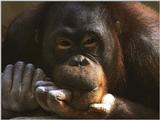 Animals - 1024 - monkey.jpg - File 23 of 25 (1/1)