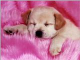 Animals - 1024 - puppie.JPG - File 24 of 25 (1/1)