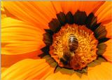 Re: bee