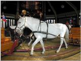 horse at work