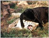 leopard pair - 103-12a.jpg (1/1)
