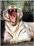 yawn - 103-16a.jpg (1/1)