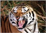 tiger - 110-10.jpg (1/1)