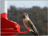 Re: Hummingbirds! (6)