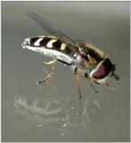 hover fly (?)