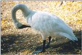 Toronto Zoo 1106 - Trumpeter Swan