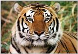 tiger2 - 111-10a.jpg (1/1)