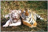 tiger3 - 111-27a.jpg (1/1)