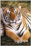 tiger5 - 111-31a.jpg (1/1)