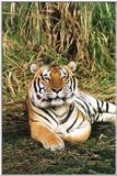 tiger - 111-4a.jpg (1/1)